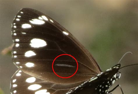 Orchard Swallowtail Papilio Aegeus Mount Gravatt