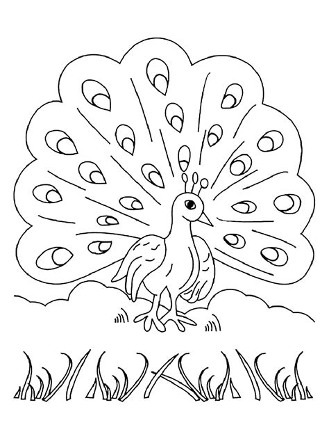 peacock coloring pages  kids peacocks kids coloring pages