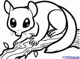 Sugar Glider Coloring Possum Nocturnal Draw Animals Drawing Opossum Pages Print Dragoart Clipart Color Step Animal Colouring Gliders Printable Drawings sketch template