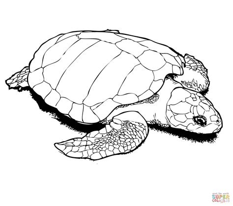 turtle coloring pages  preschoolers  getcoloringscom