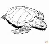 Realistic Turtle Coloring Pages Getcolorings Turtles Monumental Printable Print sketch template