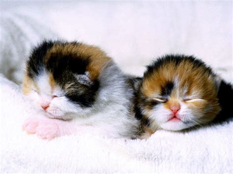 damn cute cats cute kittens photo  fanpop