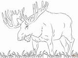Moose Elch Ausmalbilder Malvorlage Ausmalbild Kostenlos Alce Alces Ausdrucken Supercoloring Paginas Sheets sketch template