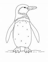 Penguin Galapagos Coloring Draw Mama Created sketch template