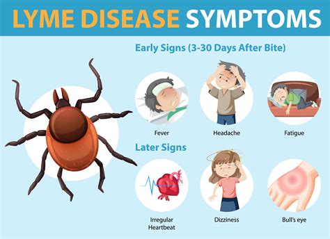 lyme disease symptoms   treatment