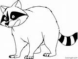 Raccoon Coloringall Realistic sketch template
