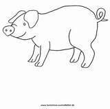 Schwein Schweine Ausmalbilder Ausmalbild Malvorlagen Ausmalen Ausdrucken Vorlage Freigeben sketch template