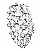 Pine Coloring Cone Cones sketch template