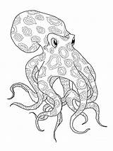Octopus Ringed Coloriage Mewarnai Gurita Ausmalbild Ausmalbilder Polvo Krake Colorir Kraken Supercoloring Omeletozeu Pulpo Pulpos Tentacles Anillos Octopodes Azules Bonikids sketch template