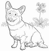 Corgi Pages Colorare Cani Pembroke Sheets Getdrawings Getcolorings sketch template