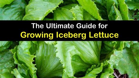 planting iceberg lettuce growing guide  iceberg lettuce