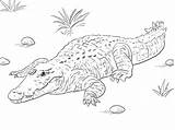 Coccodrillo Nilo Crocodile Stampare Nile sketch template