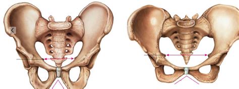 Difference Between Male And Female Pelvis Bone