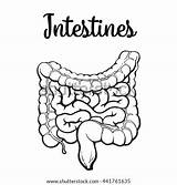 Intestine Organs Colon sketch template