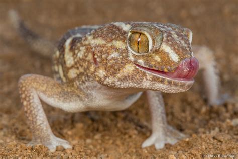 giant ground gecko chondrodactylus angulifer licking  nose  photo  flickriver
