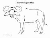 Buffalo Coloring Cape Exploringnature Sponsors Wonderful Support Please sketch template