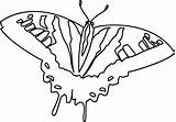 Swallowtail sketch template