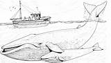 Whales Blauwal Humpback Ausmalbild Balenottera Orca Azzurra Killer Jungtier Mutter Beluga Visit Humans Bestcoloringpagesforkids sketch template