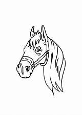 Kopf Pferd Ausmalbilder Pferde Ausdrucken Ausmalbild Ausmalen Pferdekopf Auswählen sketch template