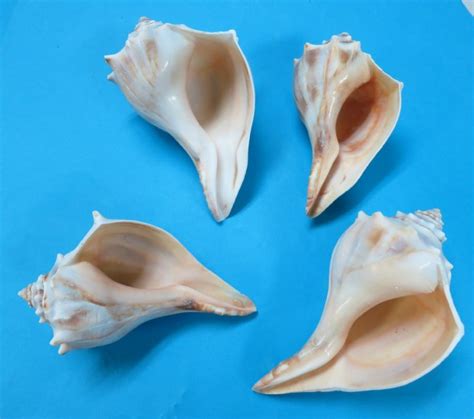 inches atlantic whelk shells  sale knobbed whelks