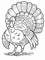 Coloring Turkey Thanksgiving Pages Fall Color Sheets Kids Cooked Sketch Printable Drawing Books Turkeys Fun Printables Draw Outlines Activities Colouring sketch template