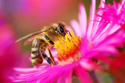 bad news  honey bees insecticides  growing   toxic