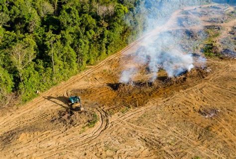 zes vragen  de oorzaken en gevolgen van branden  de amazone emis