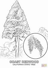 Redwood Tree Coloring Pages Getcolorings Color sketch template
