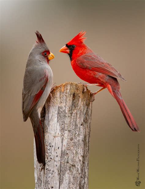 northern cardinal cardinalis cardinalis   bird   genus cardinalis