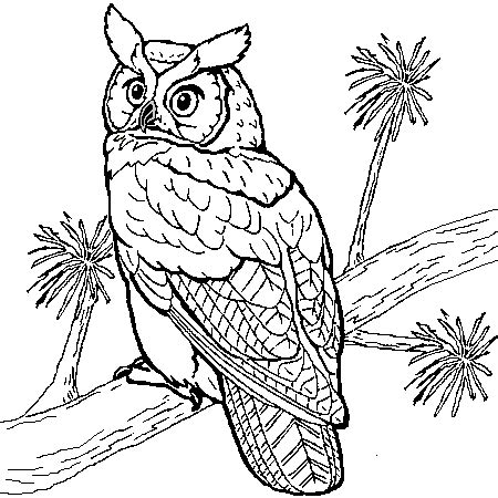 owl coloring     owls kids coloring pages