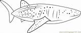 Whale Blue Coloring Printable Pages Coloringpages101 Kids sketch template