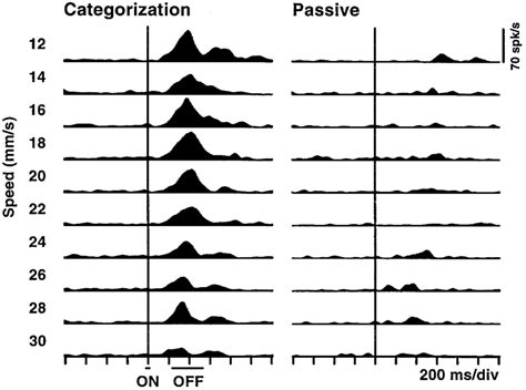 Neuronal Responses During Categorization And During Passive