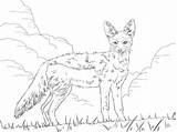 Coloring Jackal Pages Striped Side African Animals Printable Draw Safari Color Print Supercoloring Categories sketch template