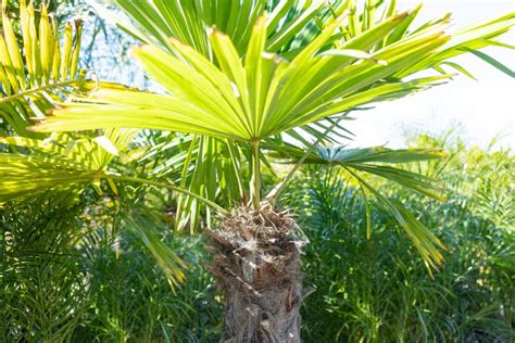 windmill palm plant care growing guide