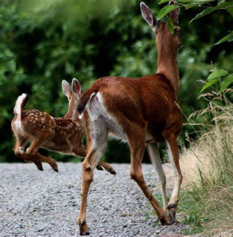 doe and fawn photograph by nick gustafson fine art america