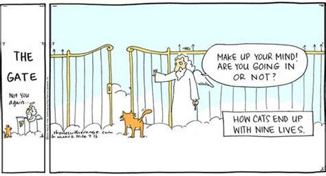 how cats end up with nine lives