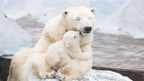 polar bears    species threatened  climate change stacker