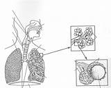 Respiratory Diagram Lungs Anatomy Alveoli Coloringhome Unlabeled sketch template