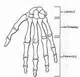 Hand Drawing Skeleton Coloring Anatomy Skeletal Human Bones Bone Right Pages Anterior Labels Foot Worksheet Left Label Diagram Wrist System sketch template
