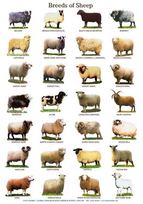 breeds  sheep bahahaaaa chart raising farm animals raising goats