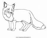 Volpe Fox Disegno Colorare Erode Colora sketch template
