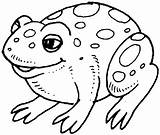Coloring Frog Cute Pages Popular sketch template