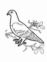 Dove Coloring Pages Bird Drawing Doves Color Voorhees Jason Clipart Dibujos Pigeon Birds Mandala Comments Drawings sketch template