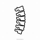 Coluna Vertebral Spine Colorir Colonna Vertebrale Spinal Nama Ultracoloringpages sketch template