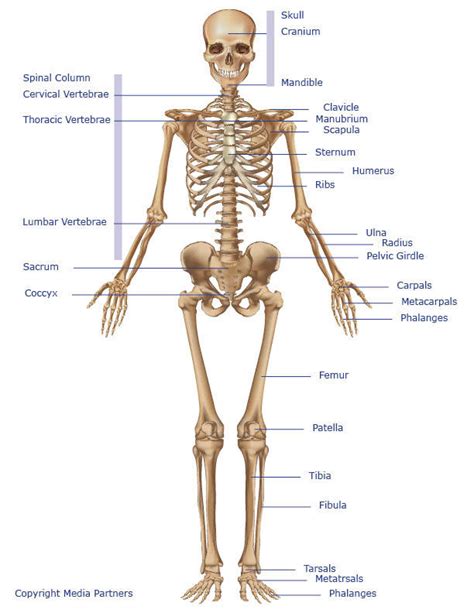 skeletal system skeleton bones joints cartilage ligaments bursae