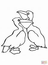 Coloring Pelicans Pages Pelican Printable Two Color Online Supercoloring sketch template