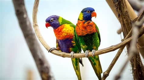 parrot pair  wallpapers hd wallpapers id