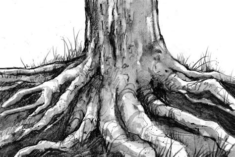 underground dirt  tree roots  adirondack almanack