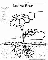 Plant Coloring Pages Popular Adult sketch template