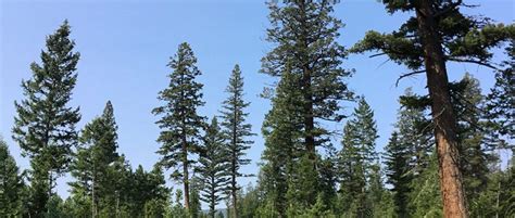 regenerating dry interior douglas fir forests proves challenging forest practices board